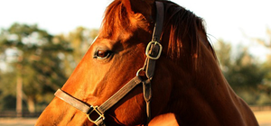 Beratung über alle Fragen der Pferdehaltung und Bau von Reitanlagen